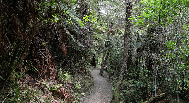 Hūnua Cossey Dam Path - Gravel section of the path.
