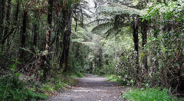 Hūnua Falls Path - Typical section of the path.