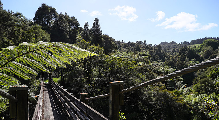 Hūnua Suspension Bridge Path - View from suspension bridge.