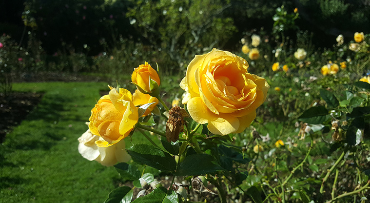 Te Ara o Taurarua / Judges Bay Path - Sit and enjoy the beauty and aroma of this magnificent collection of roses.