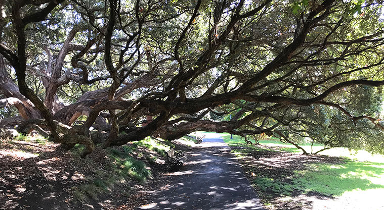 Te Ara o Taurarua / Judges Bay Path - View of the typical pathway surface for this loop, a comfortable paved walking track.&nbsp;&nbsp; Some of the loop is steep and has stairs.