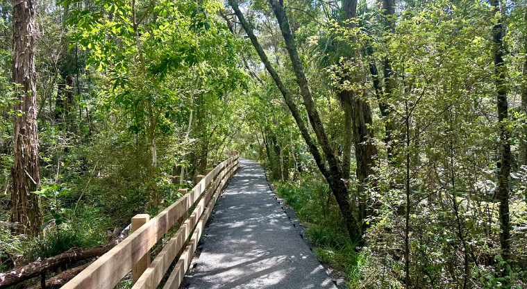 Kauri Glen Path - Wide gravel roads on parts of the path.