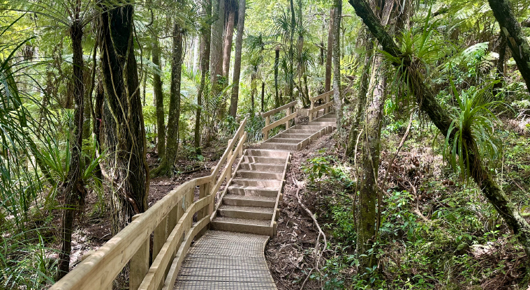 Kauri Glen Path - Wooden stairs on parts of the path.