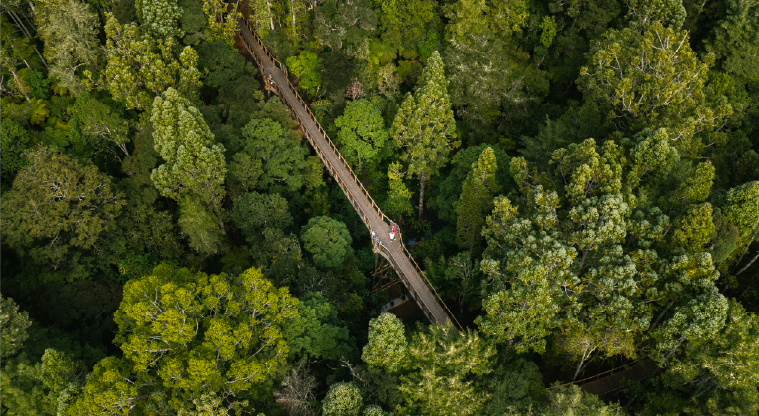 Kauri Glen Path - The 60m treetop boardwalk surrounded by mature kauri and tānekaha.