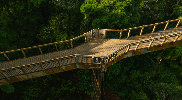 Kauri Glen Path - The 60m treetop boardwalk surrounded by mature kauri and tānekaha.
