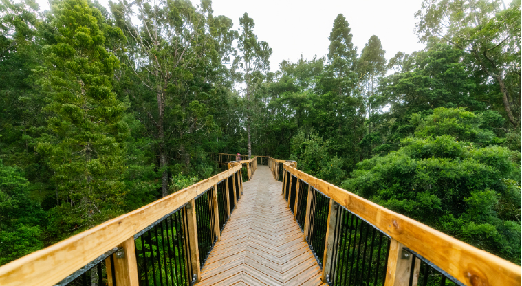 Kauri Glen Path - The 60m treetop boardwalk surrounded by mature kauri and tānekaha.
