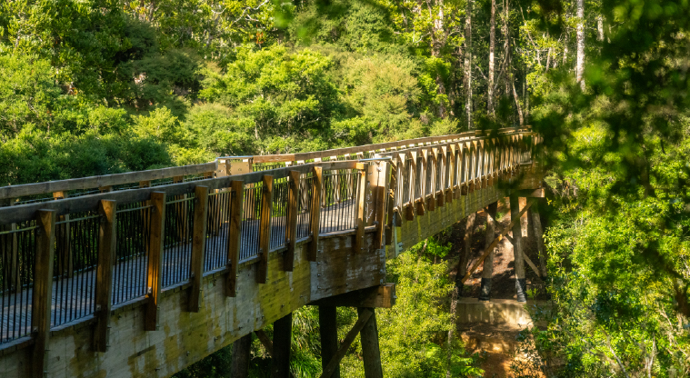 Kauri Glen Path - The 60m treetop boardwalk surrounded by mature kauri and tānekaha.