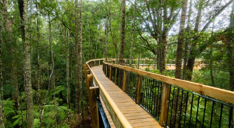 Kauri Glen Path - Wooden boardwalks with handrailing.