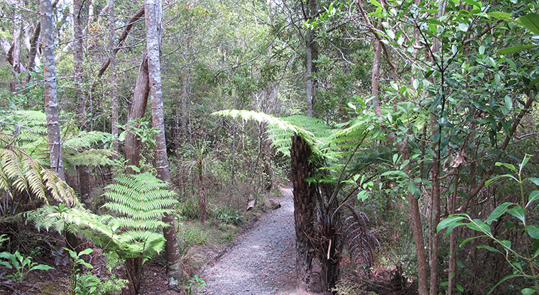 Kauri Point Centennial Path - Typical section of the path through native bush