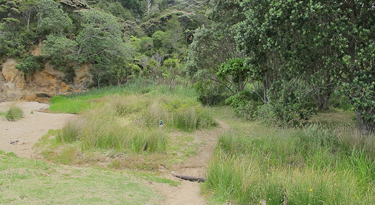 Kauri Point Centennial Path - Path through Kendalls Bay