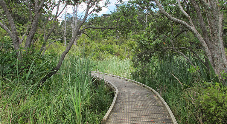 Kauri Point Centennial Path - Follow the boardwalk if completing the loop