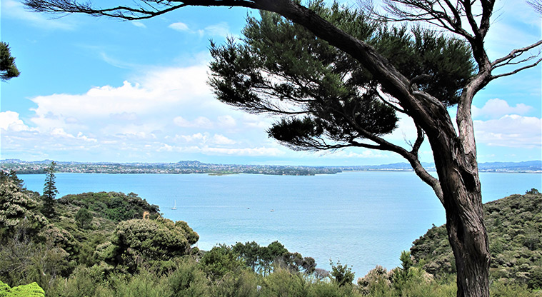 Kauri Point Centennial Path - Get your breath back and admire the view