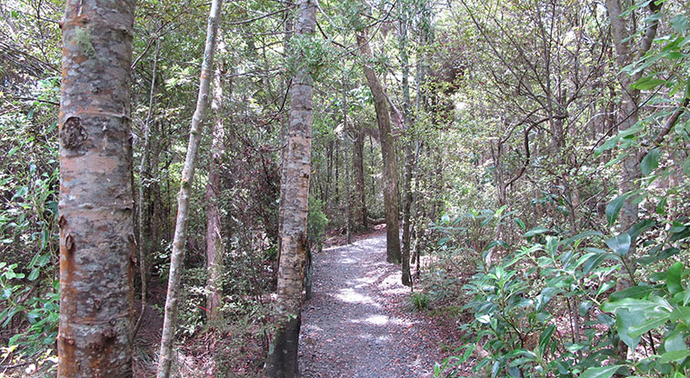 Kauri Point Centennial Path - Last part of the path back to the start point