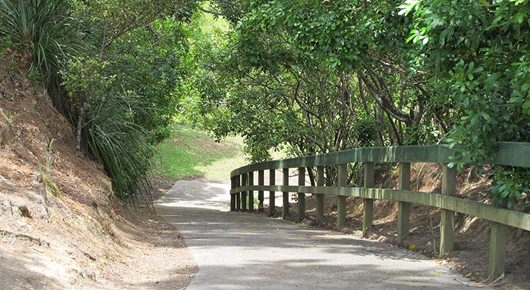 Kauri Point Domain Path - Concrete section of the path down to the beach