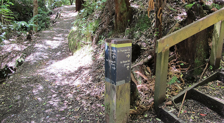 Kepa Bush Path - At the first signpost head towards Colenso Place.