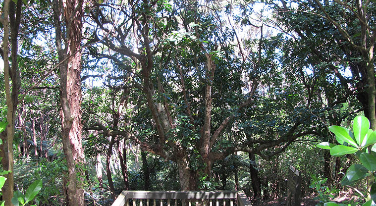 Kepa Bush Path - Viewing platform for large kohekohe tree.