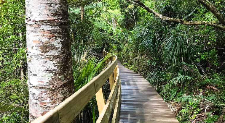 Kitekite Falls Track