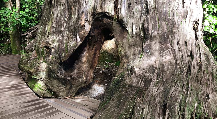 Kitekite Falls Track - Check out the old kauri trunk at the entrance. This is the size of the trees that were removed when the Piha timber mill was in operation.