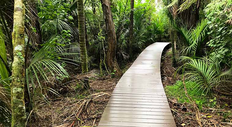 Kitekite Falls Track - This was the first upgraded track to be re-opened in 2019. Please stay on the boardwalks and tracks to protect our precious kauri trees.