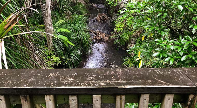 Kitekite Falls Track - You will follow the Kitekite Stream right up to the waterfall, gradually climbing up in this gorgeous valley.
