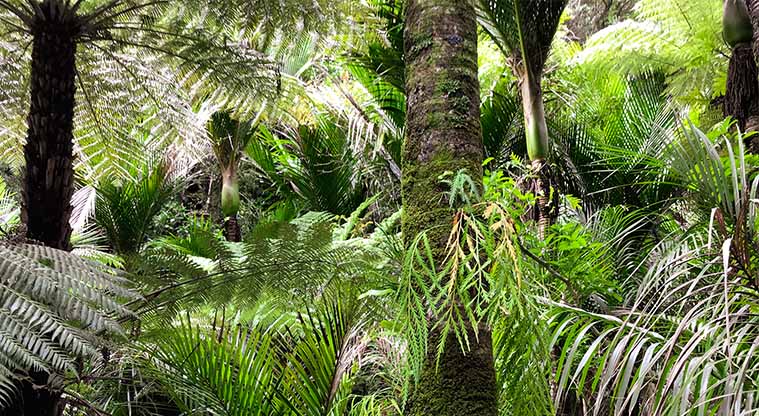 Kitekite Falls Track - The Waitākere forest receives a lot of rain, which means the forest is lush and full of all sorts of trees, shrubs, ferns and mosses.