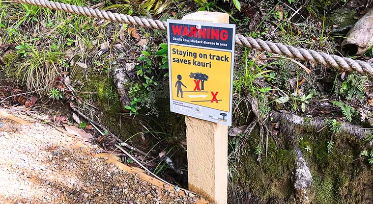 Kitekite Falls Track - Please respect the signs and barriers. It is really important that the root systems of kauri trees are not disturbed.