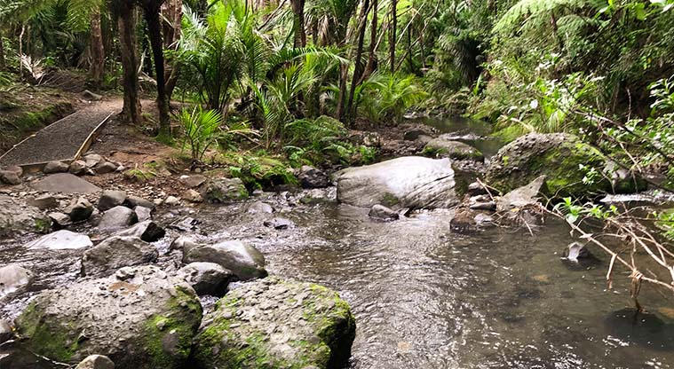 Kitekite Falls Track - A second un-formed stream crossing takes you back to the main trail near the start of the Knutzen Track. Once across, head right and take the next bridge on your right to the Byers Walk.