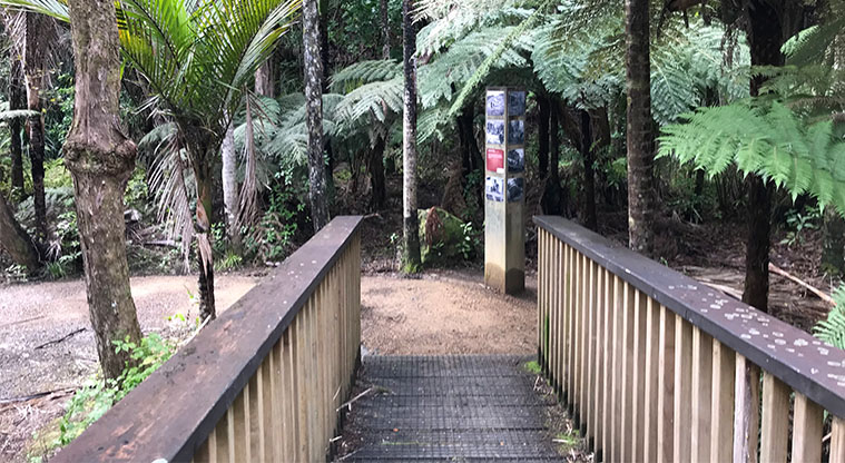 Kitekite Falls Track - On your way back, cross the first bridge to the Byers Walk and wander down through the nīkau forest.