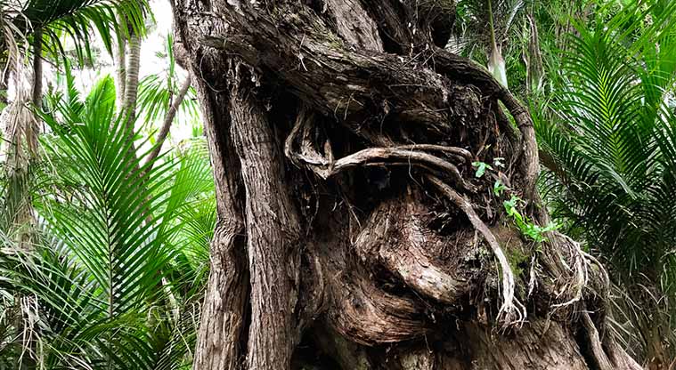 Kitekite Falls Track - Don’t miss the stunning old rata tree on the Byers Walk near the end of the track.