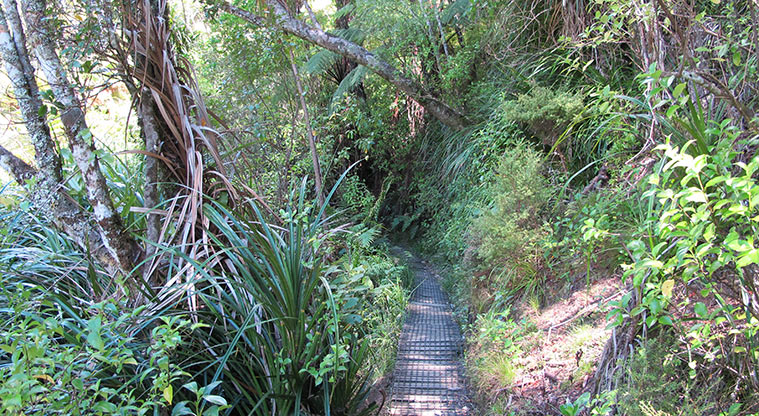 Le Roys Bush Path - There is a short narrow boardwalk section.