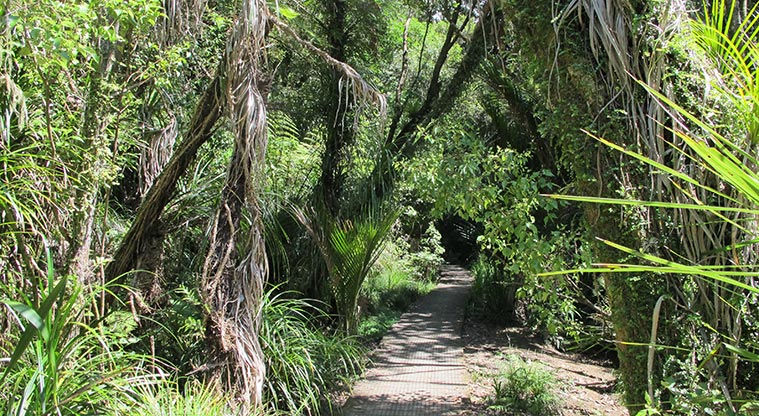 Le Roys Bush Path - Typical section of the gravel path.