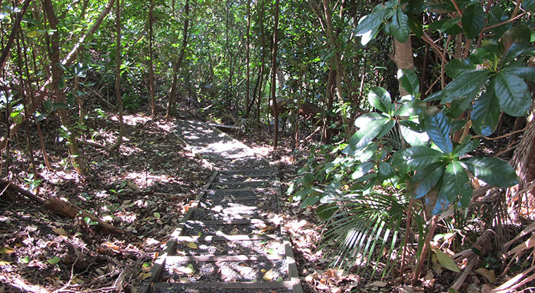 Leigh Coastal Path- Stairs down to Crabb Bay (optional).