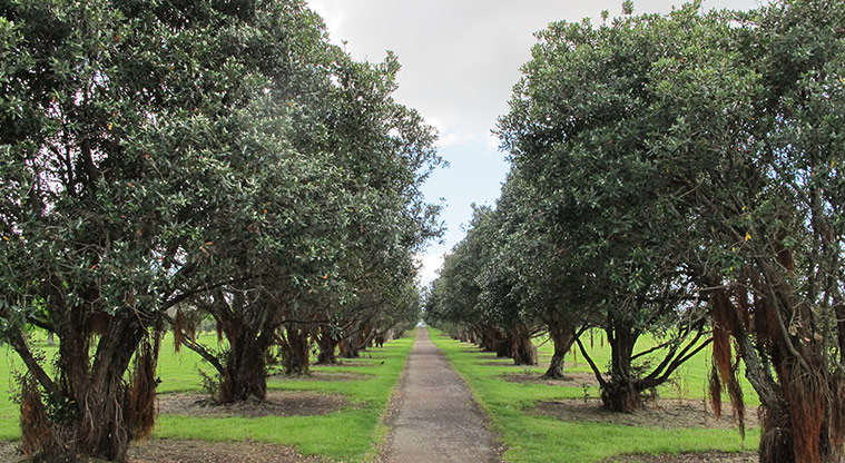 Lloyd Elsmore Path - Path through formal avenues of pōhutukawa.