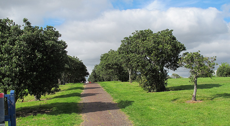 Lloyd Elsmore Path - Explore many arms of the path through pōhutukawa.