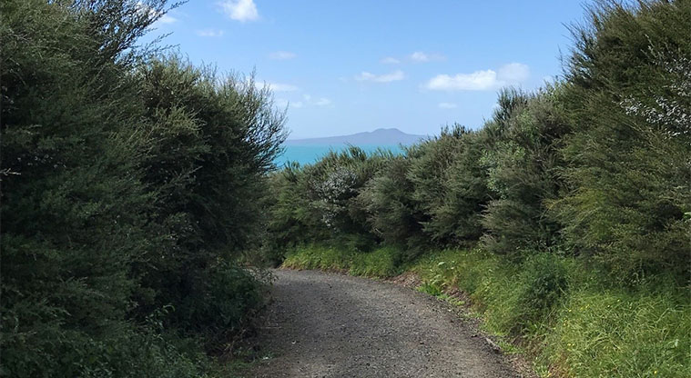 Long Bay Path - Section of the track winding through native bush.