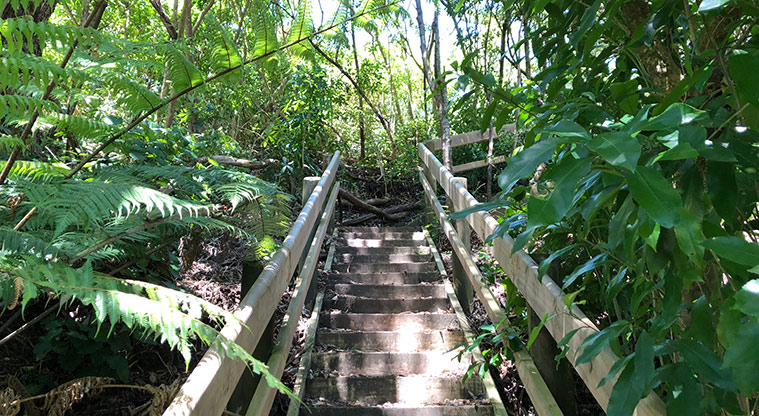 Lynfield Cove Path - The path begins with a steep flight of stairs