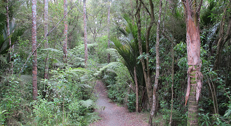 Mangemangeroa Kōwhai Path