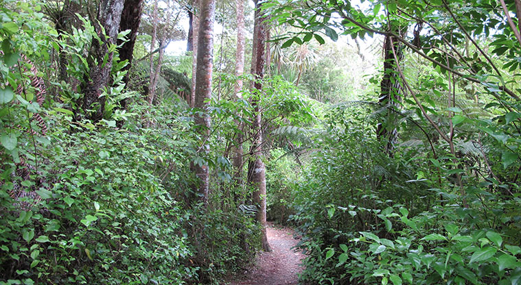 Mangemangeroa Kōwhai Path - Grove of large kahikatea.
