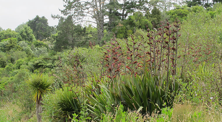Mangemangeroa Kōwhai Path - Flax in flower – early summer