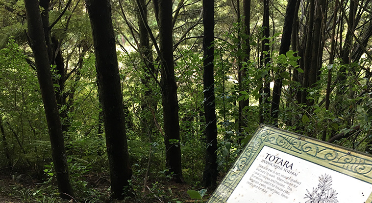 Mangemangeroa Shelly Park Beach Path - A fantastic stand of tōtara and karaka along the way.