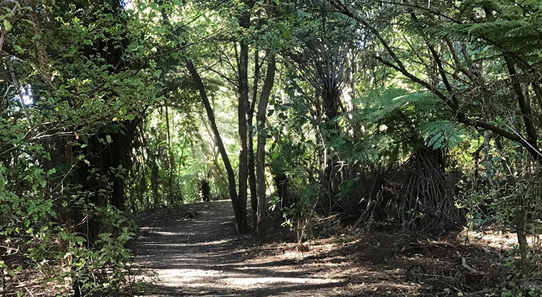 Manuka Reserve Path- Lovely walk through bush areas.