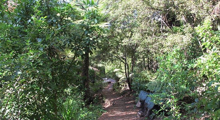 Manutewhau Path - First part of the path through native bush