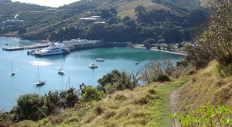 Matiatia Headland Path - You will quickly find yourself up high, with surprising views back over Matiatia Harbour.