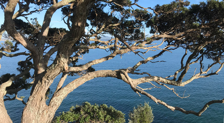 Matiatia Headland Path - The western coastline features many ancient pōhutukawa trees.