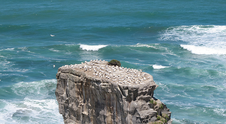 Maukatia Gannet Track