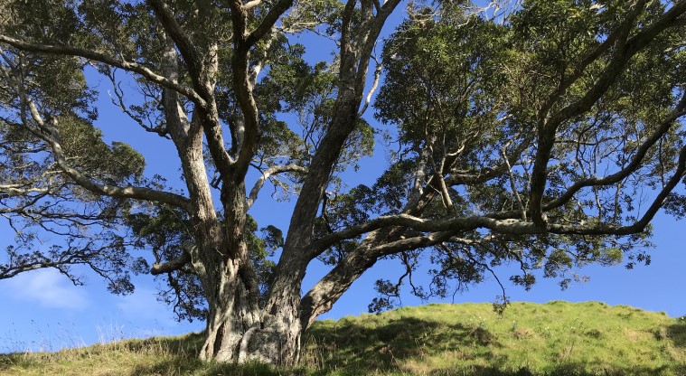 Maungawhau / Mt Eden Path - A mature tree along the crater rim.