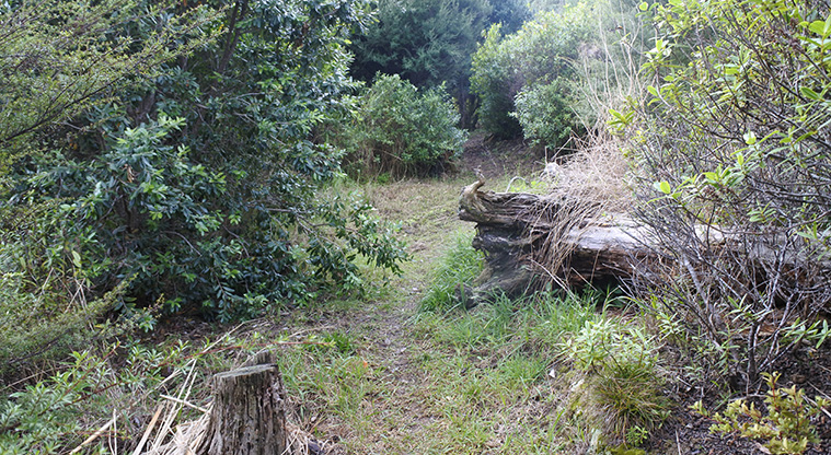 McKenzie Reserve Path - You’ll see remnants of a pine forest, now crumbling. These stumps are a great habitat for insects and small invertebrates.