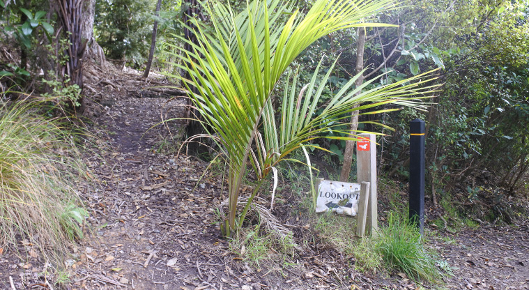 McKenzie Reserve Path - Head towards the lookout spot. After the look out, keep going down and turn left when you see the first blue marker.