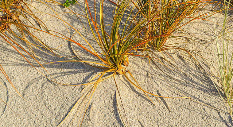 Medlands Beach Path - A great place to spend some time and look at the details.