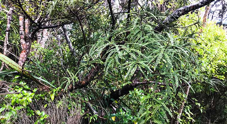 Mercer Bay Loop Track - Look out for a unique kowhai variety with very small leaves – you won’t find it in many other places.